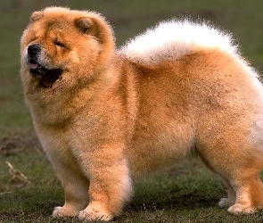 Pies, Chow chow