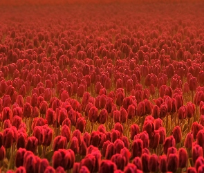 Czerwonych, Tulipanów, Pole