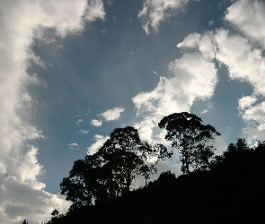 Niebo, Drzewa, Chmury