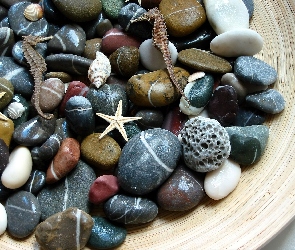 Kamienie, Rozgwiazdy, Muszelki