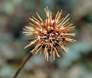 Acena Buchanana