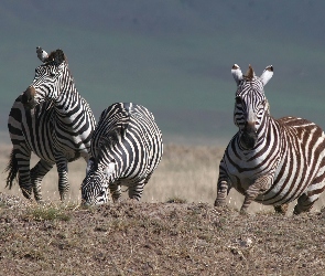 Zebra, trawa