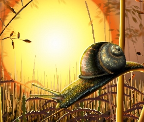 Trawa, Słońca, Ślimak, Zachód