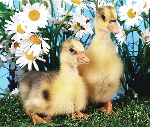 Trawka, Kwiatki, Dwie, Kaczuszki
