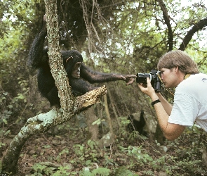 las, aparat, Małpa, fotograf