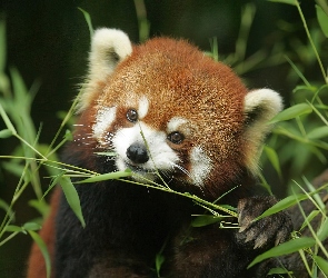Czerwona, Pandka ruda, Panda