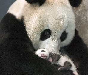 Młode, Panda