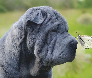 Shar Pei, Motyl