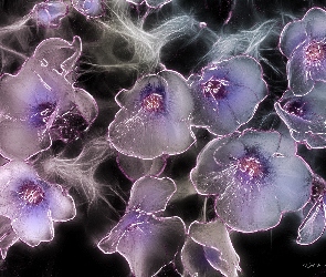 Kwiaty, Fractalius