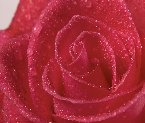 Róża, Purpurowa