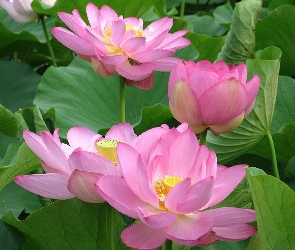 Kwiat Lotosu, Różowy