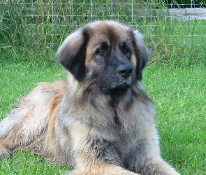 Leonberger, śliczny