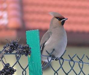 Jemiołuszki, Dziób