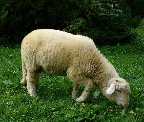 Trawa, Owca