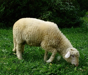 Owca, Trawa