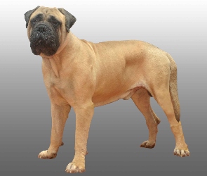 Bullmastiff