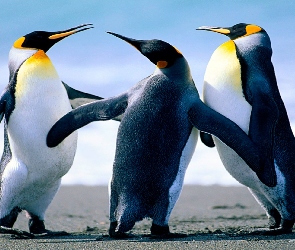 pingwiny, trzy