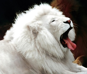 Lew, Albinos