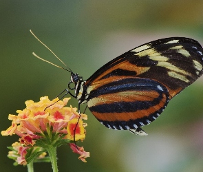 Motyl, kwiat