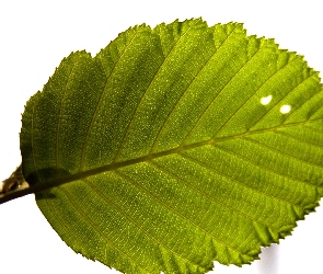 Zielony, Liść