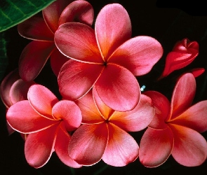 Plumeria