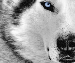 Siberian Husky, Oczy, Niebieskie