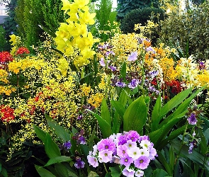 Ogród, Kwiaty, Kolorowe, Różne