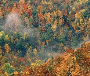 Ptaka, Lot, Widok, Lasu