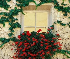 Bluszcz, Pelargonie, Okno