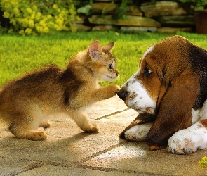Kotek, Basset