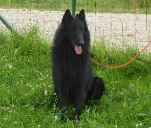 smycz, Owczarek belgijski Groenendael