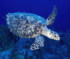 Żółw Morski
