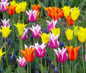 Kolorowe, Tulipany