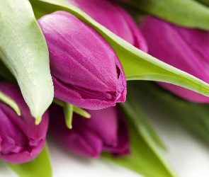 Liście, Zielone, Fioletowe, Tulipany
