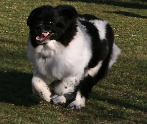 biegnący, Landseer