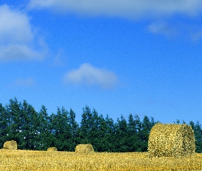 Zboża, Pole, Snopki