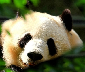 Panda, Miś