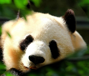 Miś, Panda