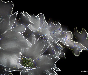 Grafika, Margaretki
