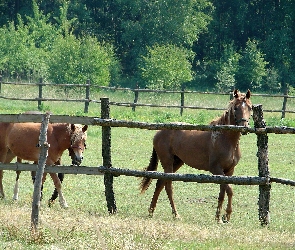 Zagroda, Konie