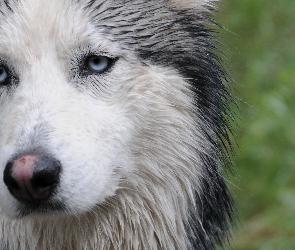 Mokry, Siberian Husky