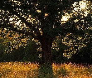 Drzewo, Żółta, Słońca, Padające, Promienie, Trawa