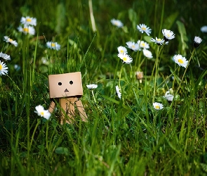 Trawa, Stokrotki, Danbo