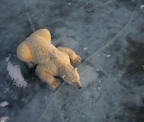 biały, lód, Niedźwiedź