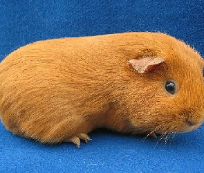 Świnka, Morska, Ruda