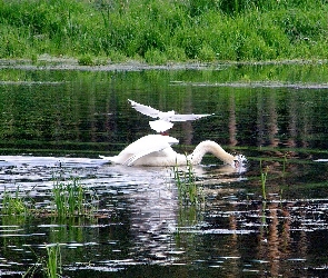 Jezioro, Trzcina, Łabędzie