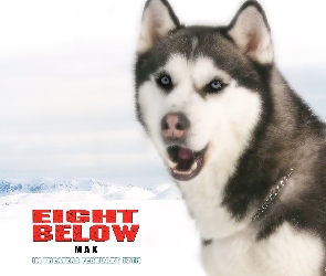 łańcuch, pies, Eight Below