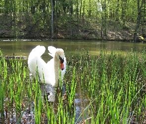 Skrzydła, Trzcina, Łabędź niemy