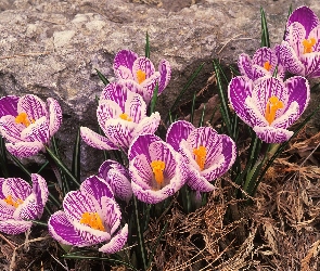 Fioletowe, Krokusy