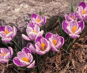 Krokusy, Fioletowe